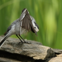 Pliszka siwa - Motacilla alba - White Wagtail