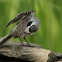 Pliszka siwa - Motacilla alba - White Wagtail