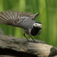 Pliszka siwa - Motacilla alba - White Wagtail