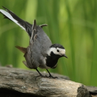 Pliszka siwa - Motacilla alba - White Wagtail