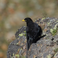 Wieszczek - Pyrrhocorax graculus - Yellow-billed Chough