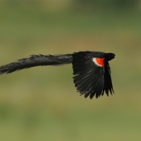 Wikłacz olbrzymi - Euplectes progne - Long-tailed Widowbird