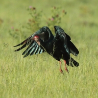 Ibis łysy - Geronticus calvus - Southern Bald Ibis