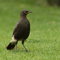Błyszczak brunatny - Lamprotornis bicolor - African Pied Starling