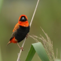 Wikłacz ognisty - Euplectes orix - Southern Red Bishop