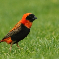 Wikłacz ognisty - Euplectes orix - Southern Red Bishop