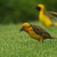 Wikłacz złotolicy - Ploceus capensis - Cape Weaver