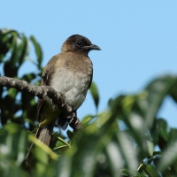 Bilbil okopcony - Pycnonotus tricolor - Dark-capped Bulbul