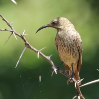 Nektarnik czarnoskrzydły - Cinnyris mariquensis - Marico Sunbird