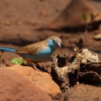 Motylik sawannowy - Uraeginthus angolensis - Blue-breasted Cordon-bleu