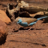Motylik sawannowy - Uraeginthus angolensis - Blue-breasted Cordon-bleu