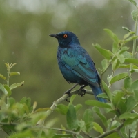 Błyszczak lśniący - Lamprotornis nitens - Cape Glossy Starling