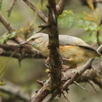 Sawanka długodzioba - Sylvietta rufescens - Long-billed Crombec