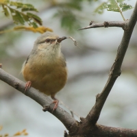 Sawanka długodzioba - Sylvietta rufescens - Long-billed Crombec