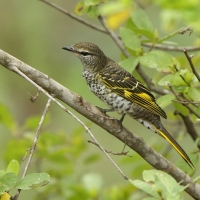 Liszkojad czarny - Campephaga flava - Black Cuckooshrike