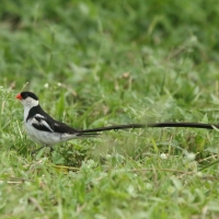 Wdówka białobrzucha - Vidua macroura - Pin-tailed Whydah