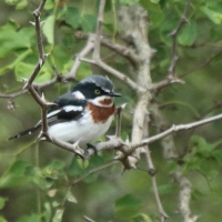 Krępnik czarnopierśny - Batis molitor - Chinspot Batis