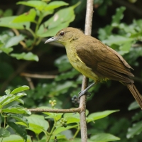 Żółtobrzuch okularowy - Chlorocichla flaviventris - Yellow-bellied Greenbul