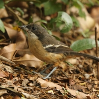 Dzierzyk rdzawobrzuchy - Laniarius ferrugineus - Southern Boubou