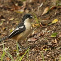 Dzierzyk rdzawobrzuchy - Laniarius ferrugineus - Southern Boubou