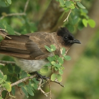 Bilbil okopcony - Pycnonotus tricolor - Dark-capped Bulbul