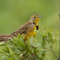 Szponnik żółtogardły - Macronyx croceus - Yellow-throated Longclaw