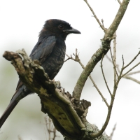 Dziwogon żałobny - Dicrurus adsimilis - Fork-tailed Drongo