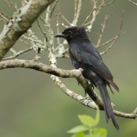 Dziwogon żałobny - Dicrurus adsimilis - Fork-tailed Drongo