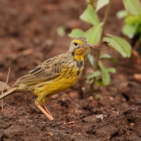 Szponnik żółtogardły - Macronyx croceus - Yellow-throated Longclaw