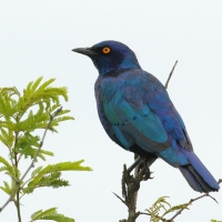Błyszczak lśniący - Lamprotornis nitens - Cape Glossy Starling