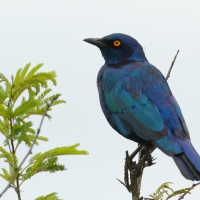 Błyszczak lśniący - Lamprotornis nitens - Cape Glossy Starling