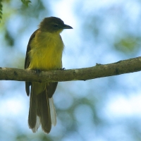 Żółtobrzuch okularowy - Chlorocichla flaviventris - Yellow-bellied Greenbul