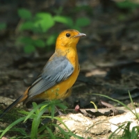 Złotokos rudogłowy - Cossypha natalensis - Red-capped Robin Chat