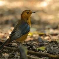 Złotokos rudogłowy - Cossypha natalensis - Red-capped Robin Chat