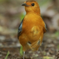 Złotokos rudogłowy - Cossypha natalensis - Red-capped Robin Chat