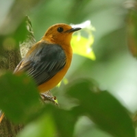 Złotokos rudogłowy - Cossypha natalensis - Red-capped Robin Chat