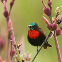 Nektarnik szkarłatny - Chalcomitra senegalensis - Scarlet-chested Sunbird