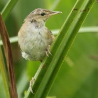 Trzciniak jasnobrewy - Acrocephalus gracilirostris - Lesser Swamp Warbler