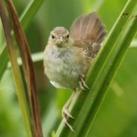 Trzciniak jasnobrewy - Acrocephalus gracilirostris - Lesser Swamp Warbler