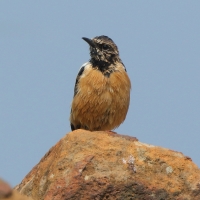 Kląskawka afrykańska - Saxicola torquatus - African Stonechat