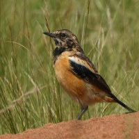 Kląskawka afrykańska - Saxicola torquatus - African Stonechat