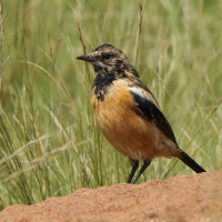 Kląskawka afrykańska - Saxicola torquatus - African Stonechat