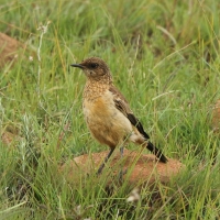 Kląskawka afrykańska - Saxicola torquatus - African Stonechat