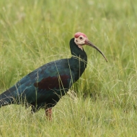 Ibis łysy - Geronticus calvus - Southern Bald Ibis