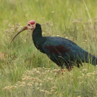Ibis łysy - Geronticus calvus - Southern Bald Ibis