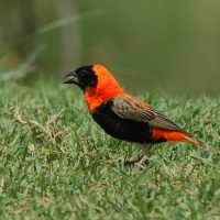 Wikłacz ognisty - Euplectes orix - Southern Red Bishop