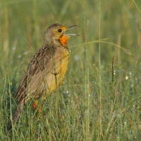 Szponnik rudobrewy - Macronyx capensis - Cape Longclaw