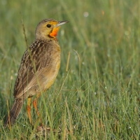 Szponnik rudobrewy - Macronyx capensis - Cape Longclaw
