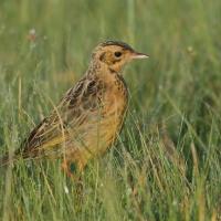 Szponnik rudobrewy - Macronyx capensis - Cape Longclaw