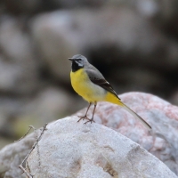 Pliszka górska - Motacilla cinerea - Grey Wagtail